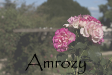 Amrozy