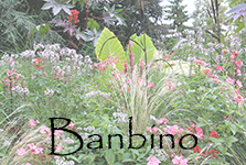 Banbino